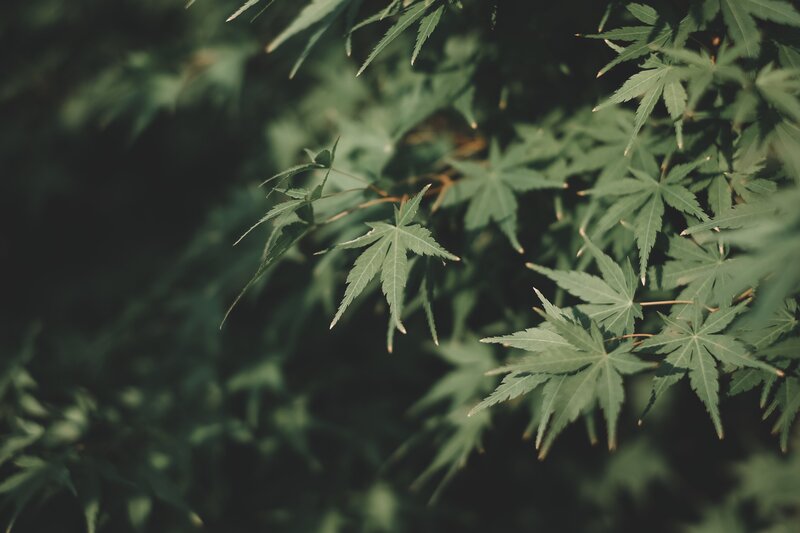 Green Maple Leaves — Serene, Photograph, Branches