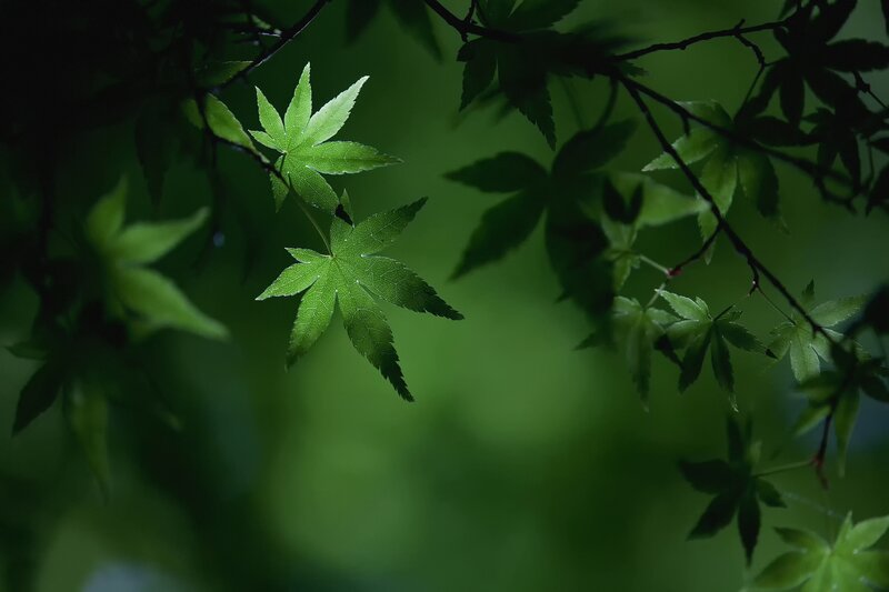 Green Maple Leaves — Serene, Photograph