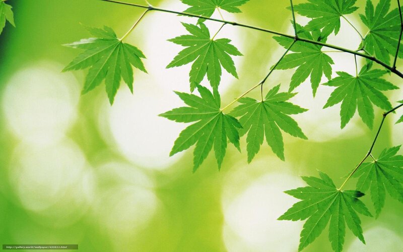 Green Maple Leaves — Serene, Spring, Photograph, Branch, Bokeh