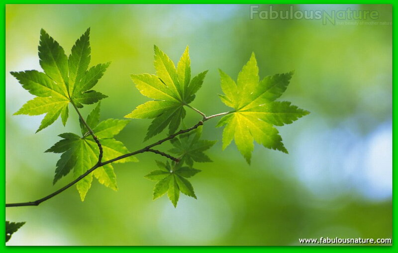 Green Maple Leaves — Serene, Spring, Photograph, Branch, Sunlight, Blurry Background