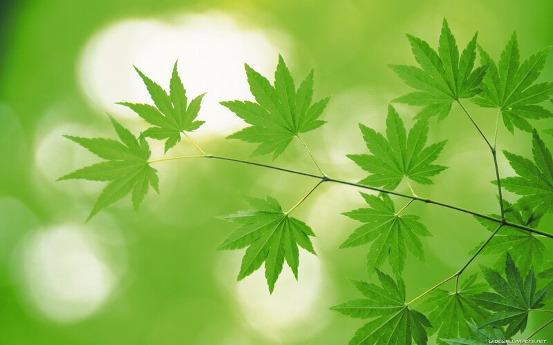 Green Maple Leaves — Serene, Spring, Photograph, Branch, Sunlight, Bokeh