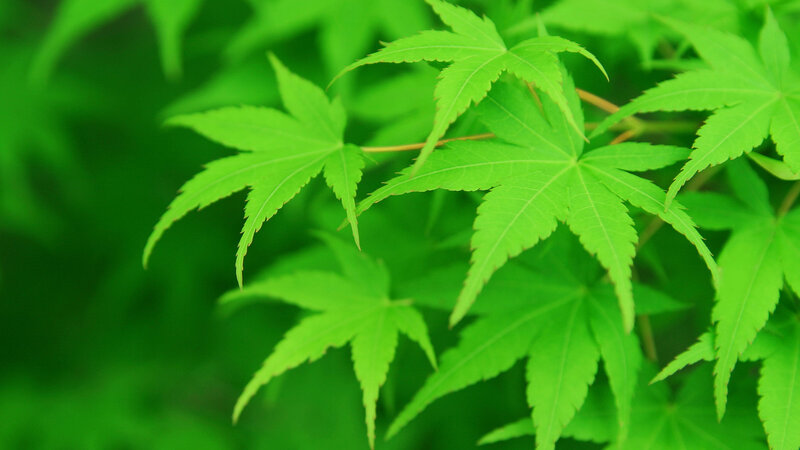 Green Maple Leaves — Serene, Spring, Photograph, Branch