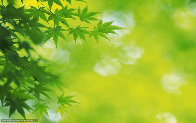 Green Maple Leaves — Serene, Spring, Photograph, Branches, Bokeh
