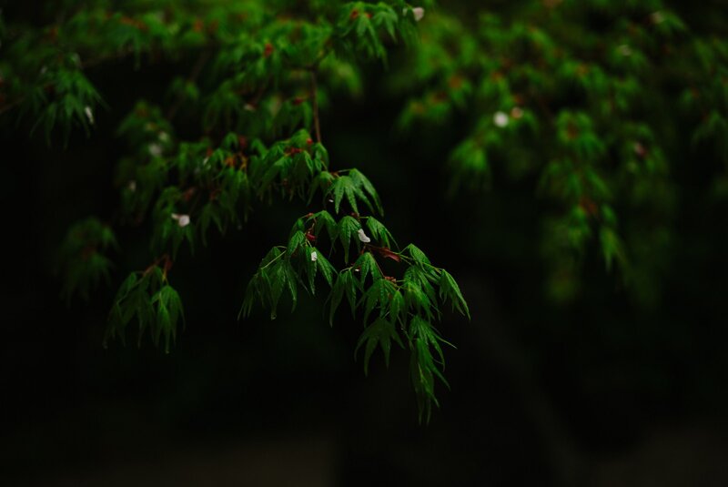 Green Maple Leaves — Serene, Spring, Photograph, Branches, Dark Background