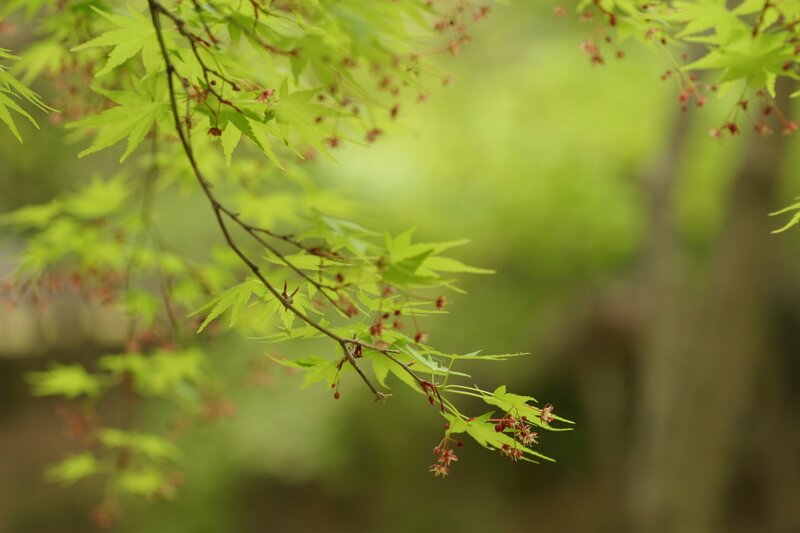 Green Maple Leaves — Serene, Spring, Photograph, Branches, Flowers