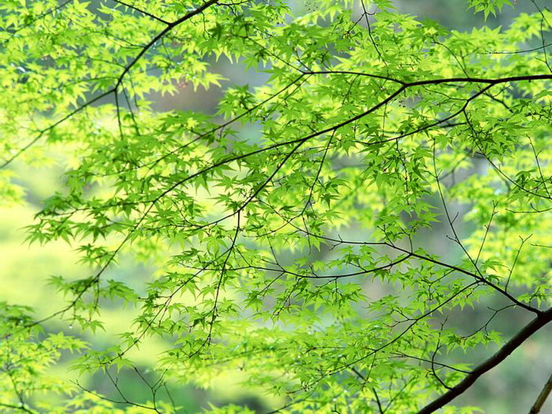 Green Maple Leaves — Serene, Spring, Photograph, Branches, Forest