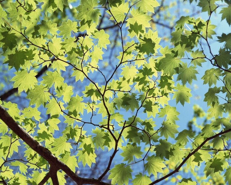Green Maple Leaves — Serene, Spring, Photograph, Branches, Sky, Blue