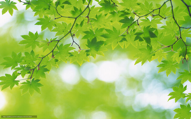Green Maple Leaves — Serene, Spring, Photograph, Branches, Sunlight, Bokeh