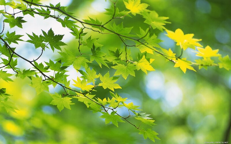 Green Maple Leaves — Serene, Spring, Photograph, Branches, Sunlight, Sky
