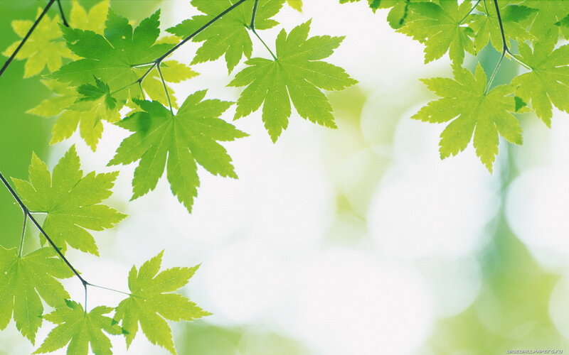 Green Maple Leaves — Serene, Spring, Photograph, Branches