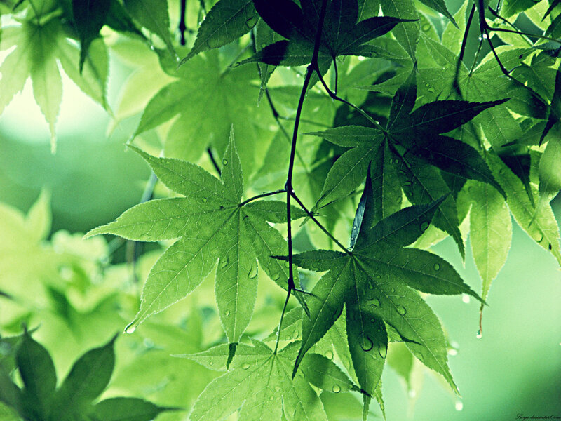 Green Maple Leaves — Serene, Spring, Photograph, Drops, Branches