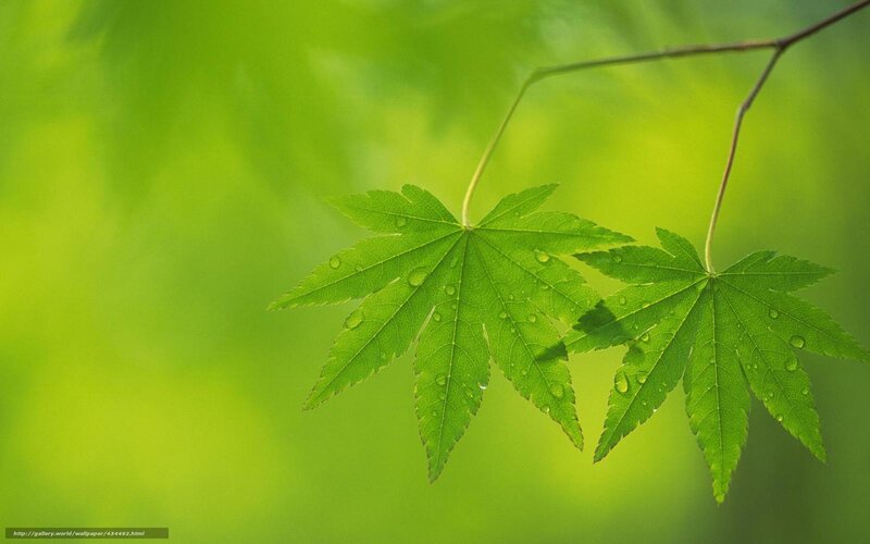 Green Maple Leaves — Serene, Spring, Photograph, Leaf, Stem