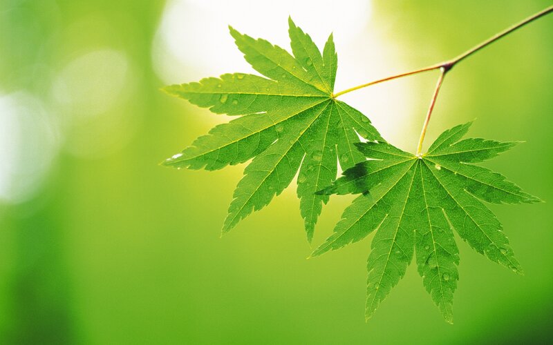 Green Maple Leaves — Serene, Spring, Photograph, Leaf, Stem, Water Droplets, White
