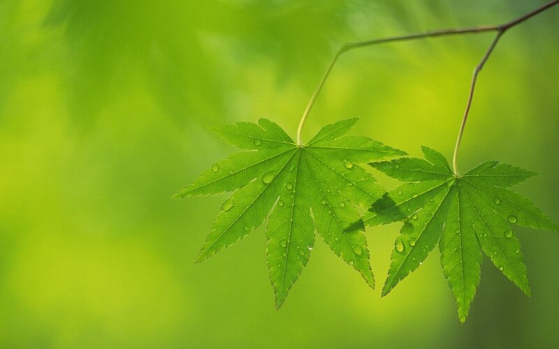 Green Maple Leaves — Serene, Spring, Photograph, Leaf
