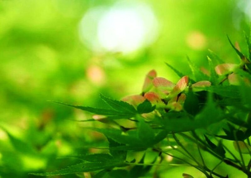 Green Maple Leaves — Serene, Spring, Photograph, Seeds