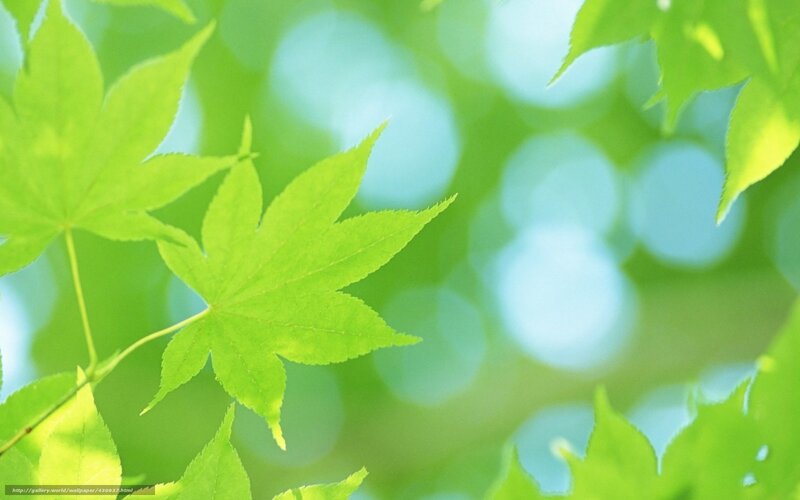 Green Maple Leaves — Serene, Spring, Photograph, Sunlight, Bokeh