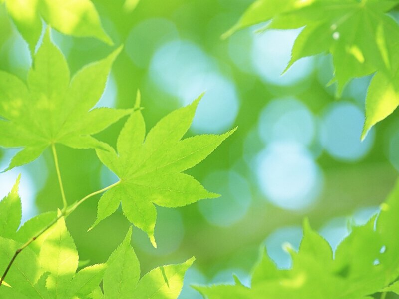 Green Maple Leaves — Serene, Spring, Photograph, Sunlight