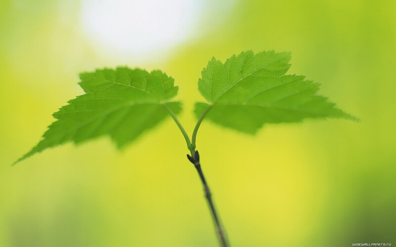 Green Maple Leaves — Serene, Spring, Photograph