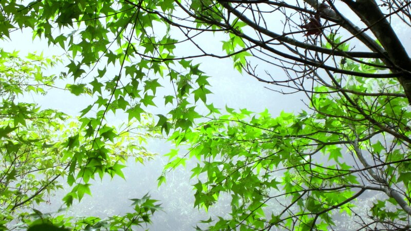 Green Maple Leaves — Serene, Spring, Photograph, Trees