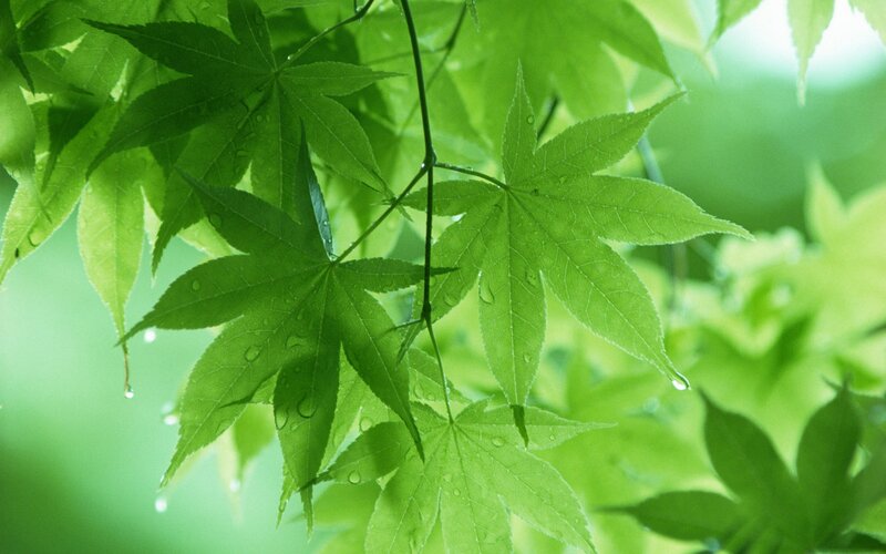 Green Maple Leaves — Serene, Spring, Photograph, Water Droplets