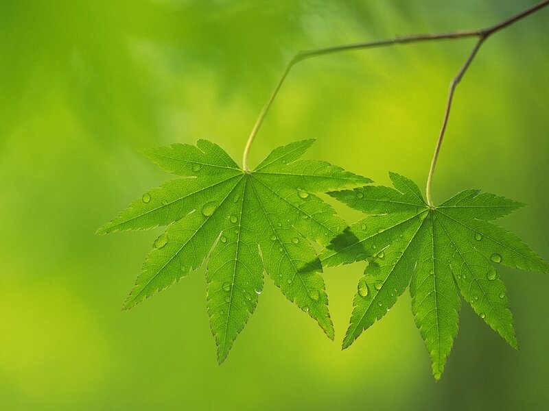 Green Maple Leaves — Serene, Spring