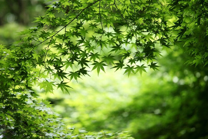 Green Maple Leaves — Serene, Summer, Photograph