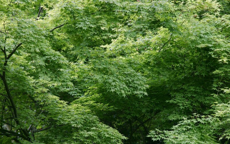 Green Maple Leaves — Serene, Summer, Photograph, Trees