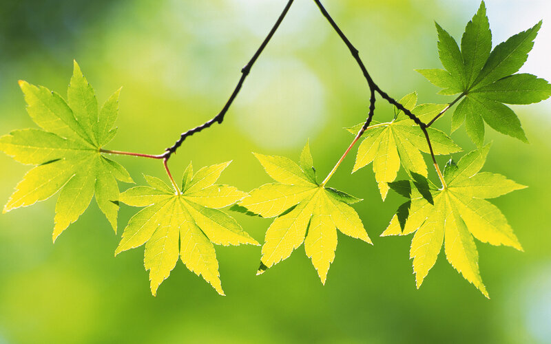 Green Maple Leaves — Serene