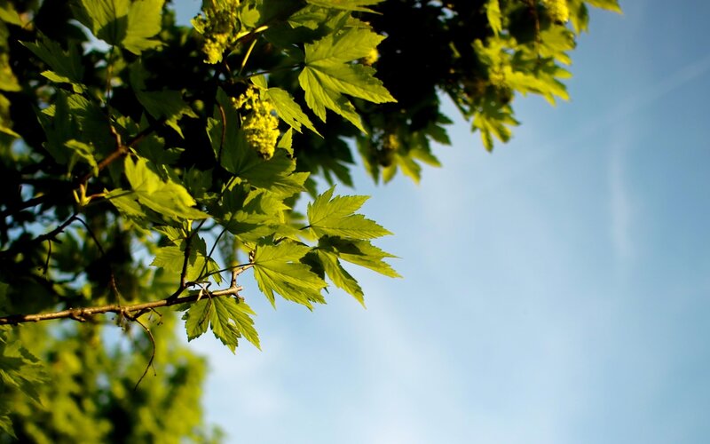 Green Maple Leaves — Sky
