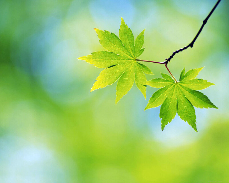 Green Maple Leaves — Spring, Blue