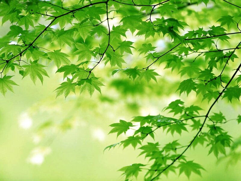 Green Maple Leaves — Spring, Sunlight