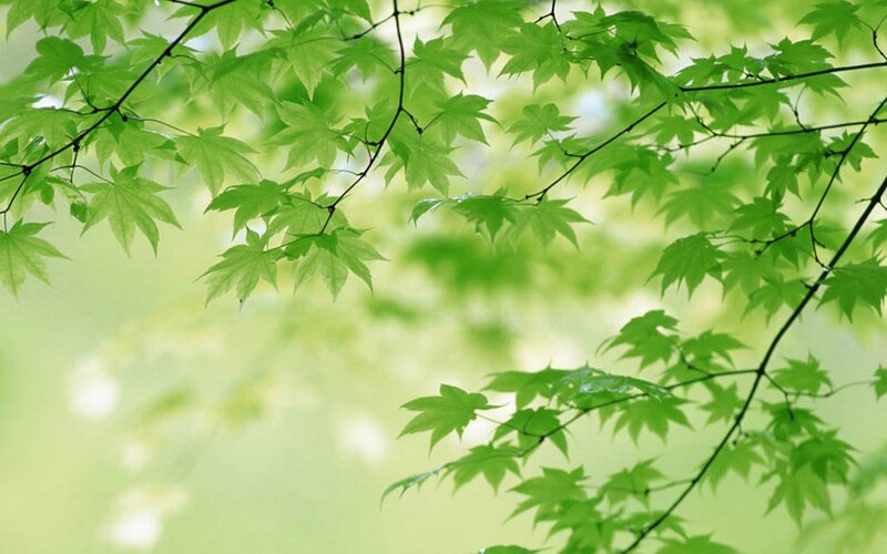 Green Maple Leaves — Spring, White