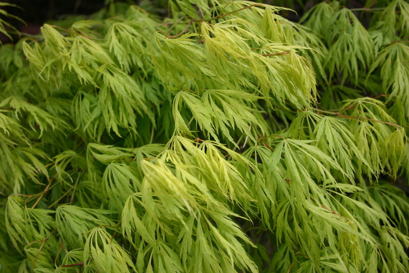 green maple leaves