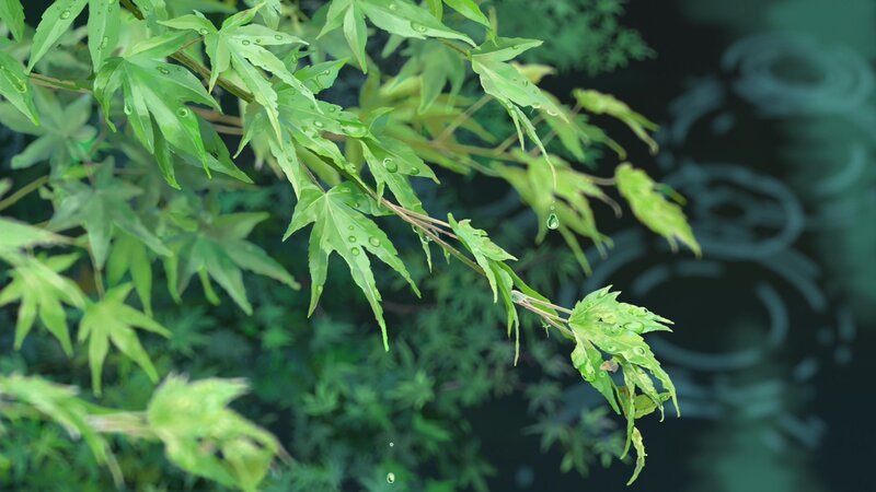 Green Maple Leaves with Water Droplets
