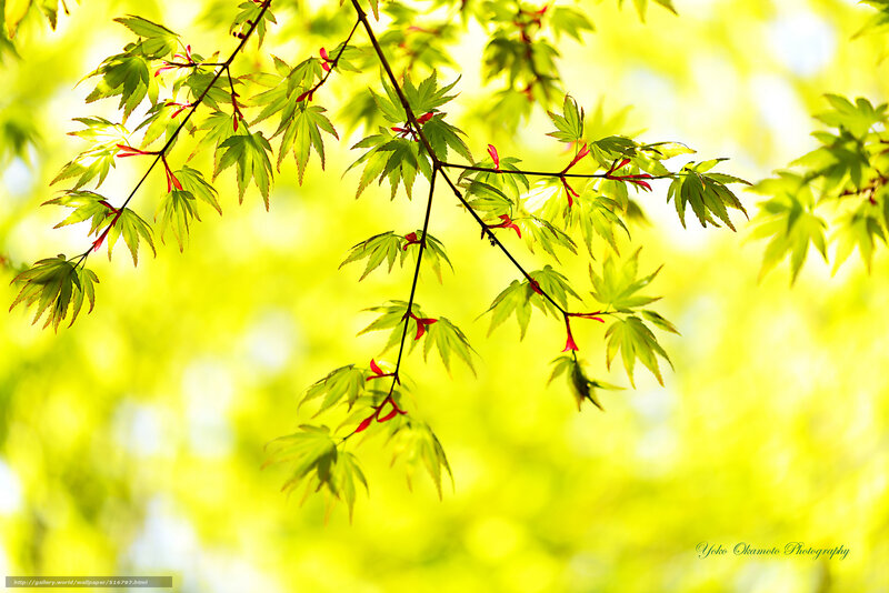 Green Maple Leaves — Yellow