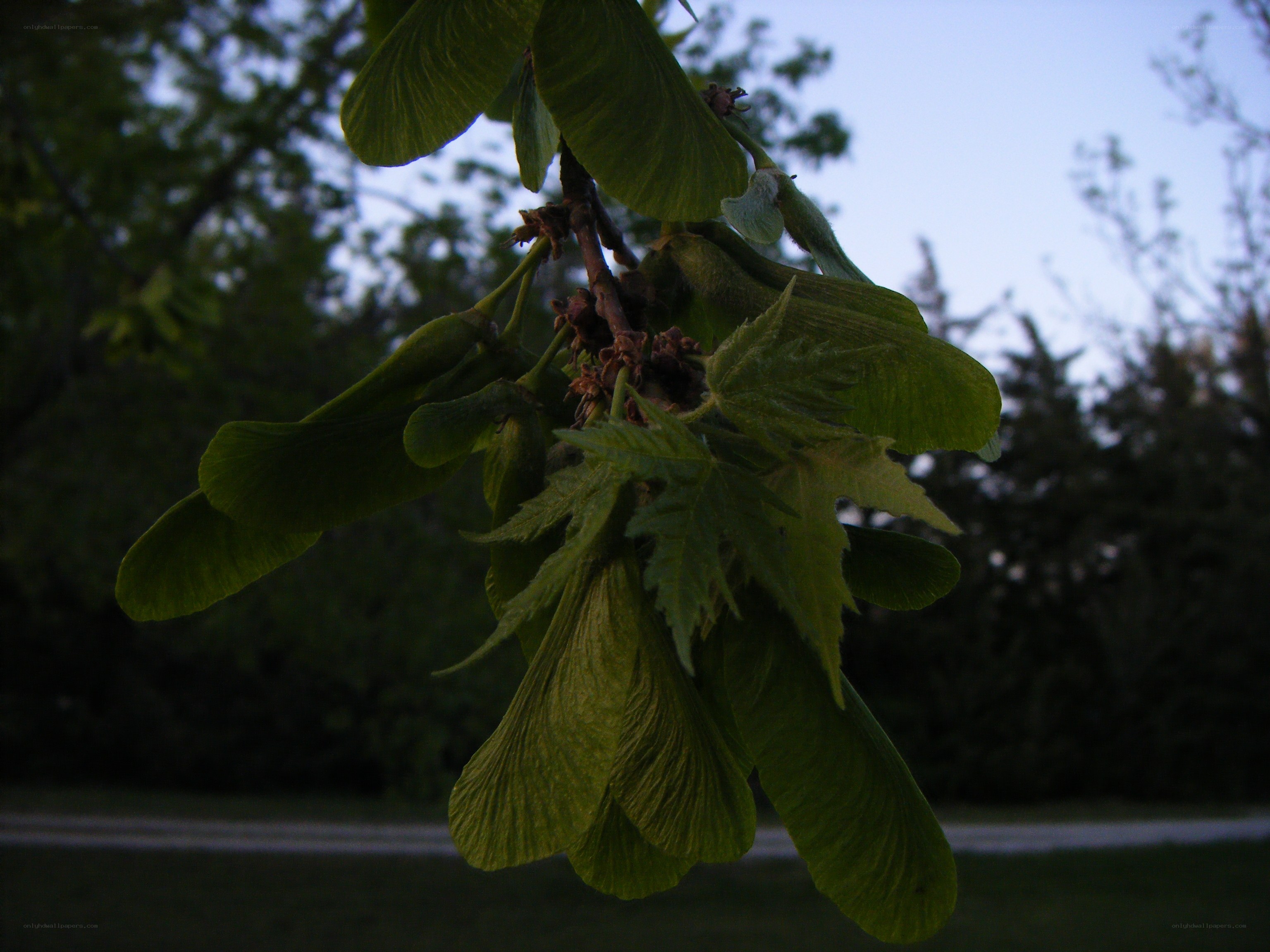 green maple seeds at dusk
