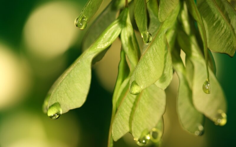 Green Maple Seeds