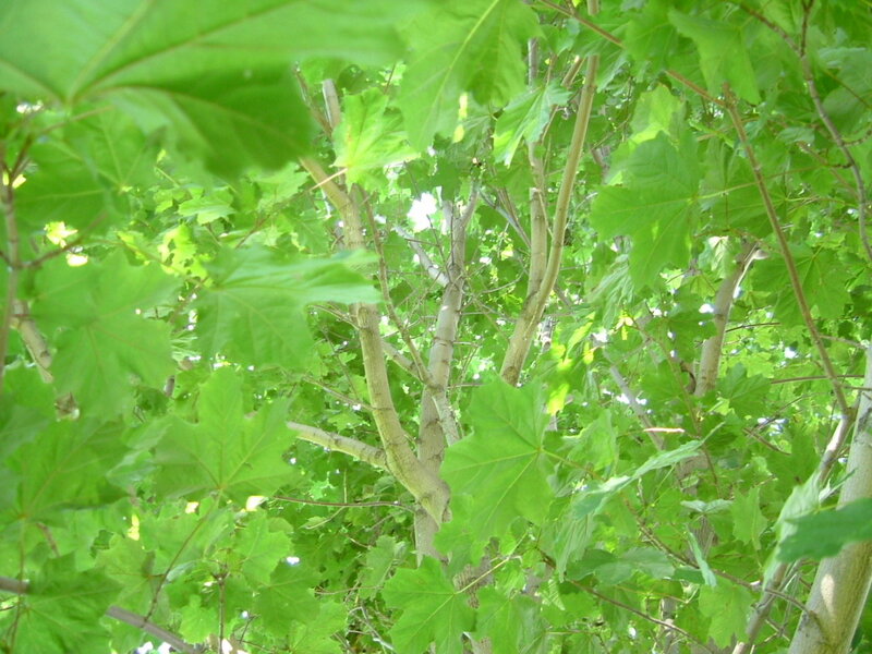 Green Maple Tree — Serene