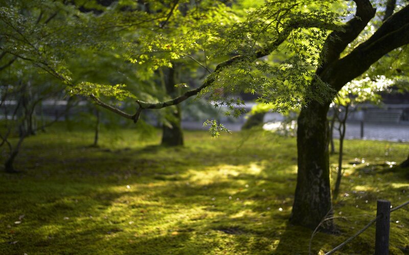 Green Maple Tree