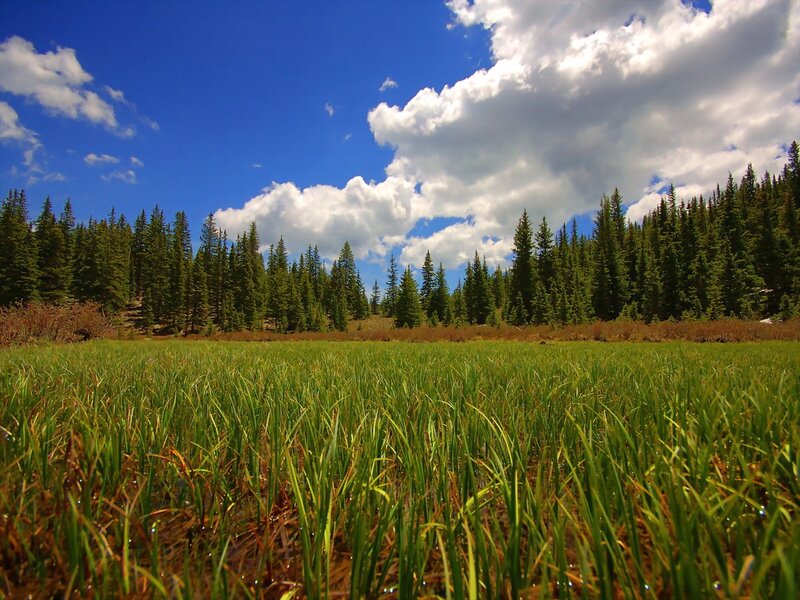 Green Marsh Grass