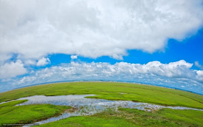 Green marsh under cloudy sky