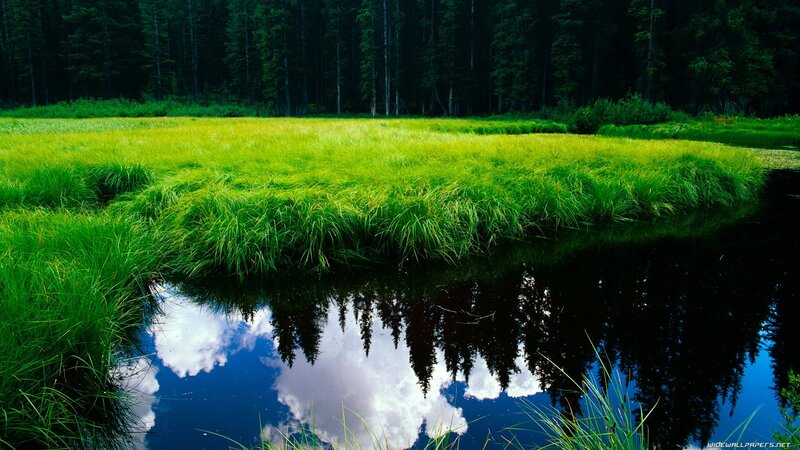 Green Marsh with Reflection