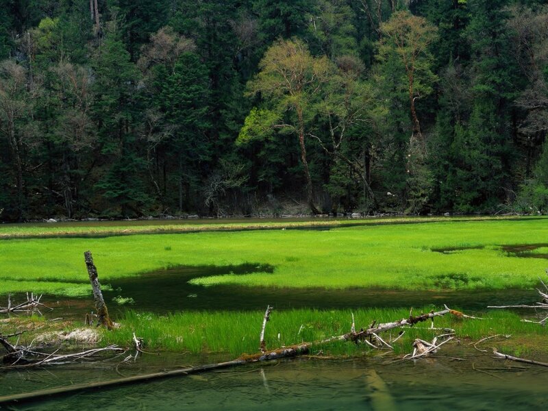 Green marshland by forest