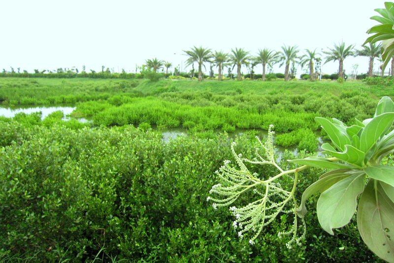 Green Marshland with Palm Trees