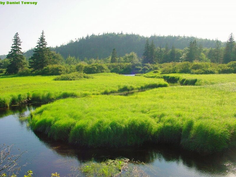 Green marshland with stream