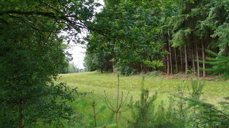 Green Meadow in Forest