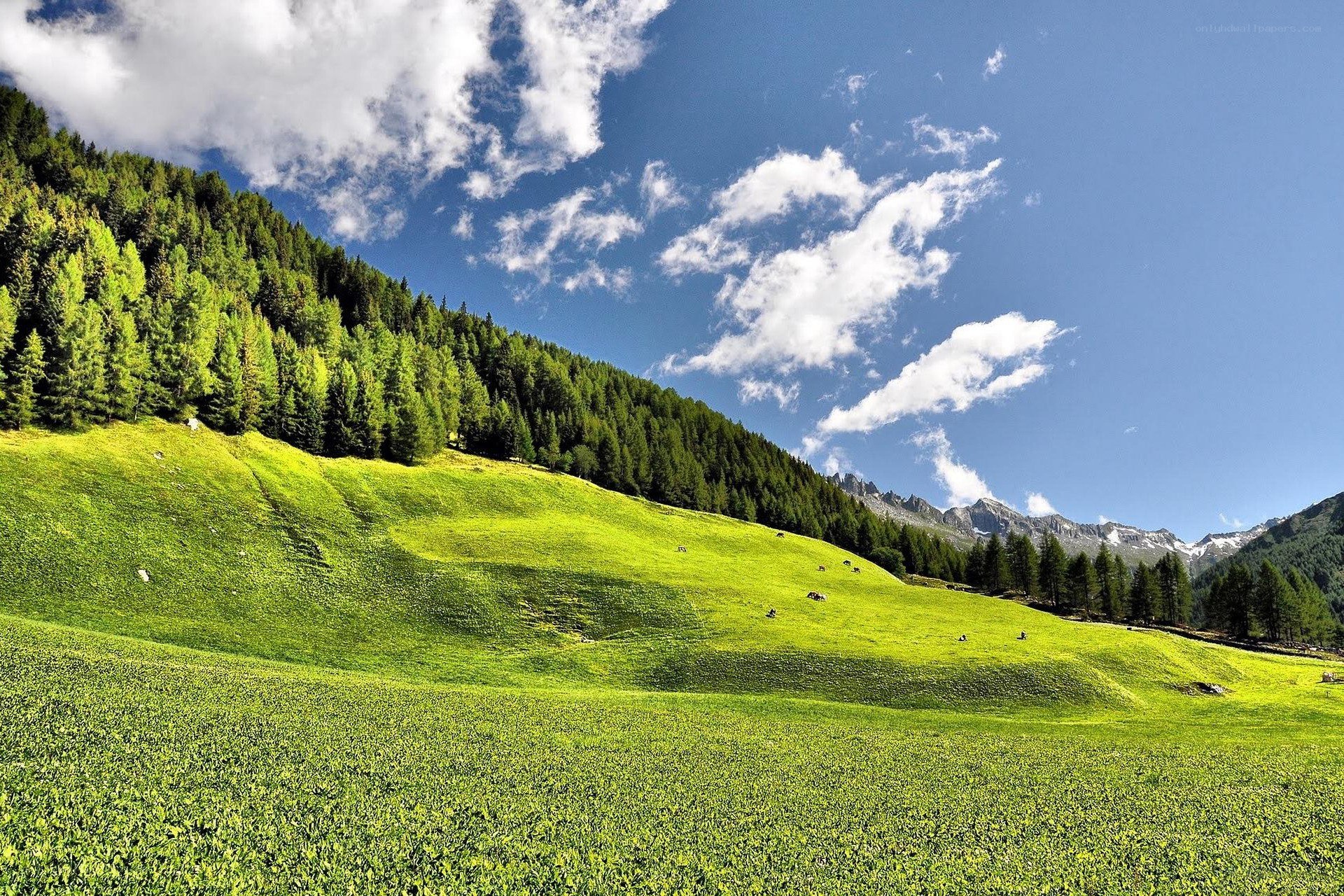 Green meadow under blue sky