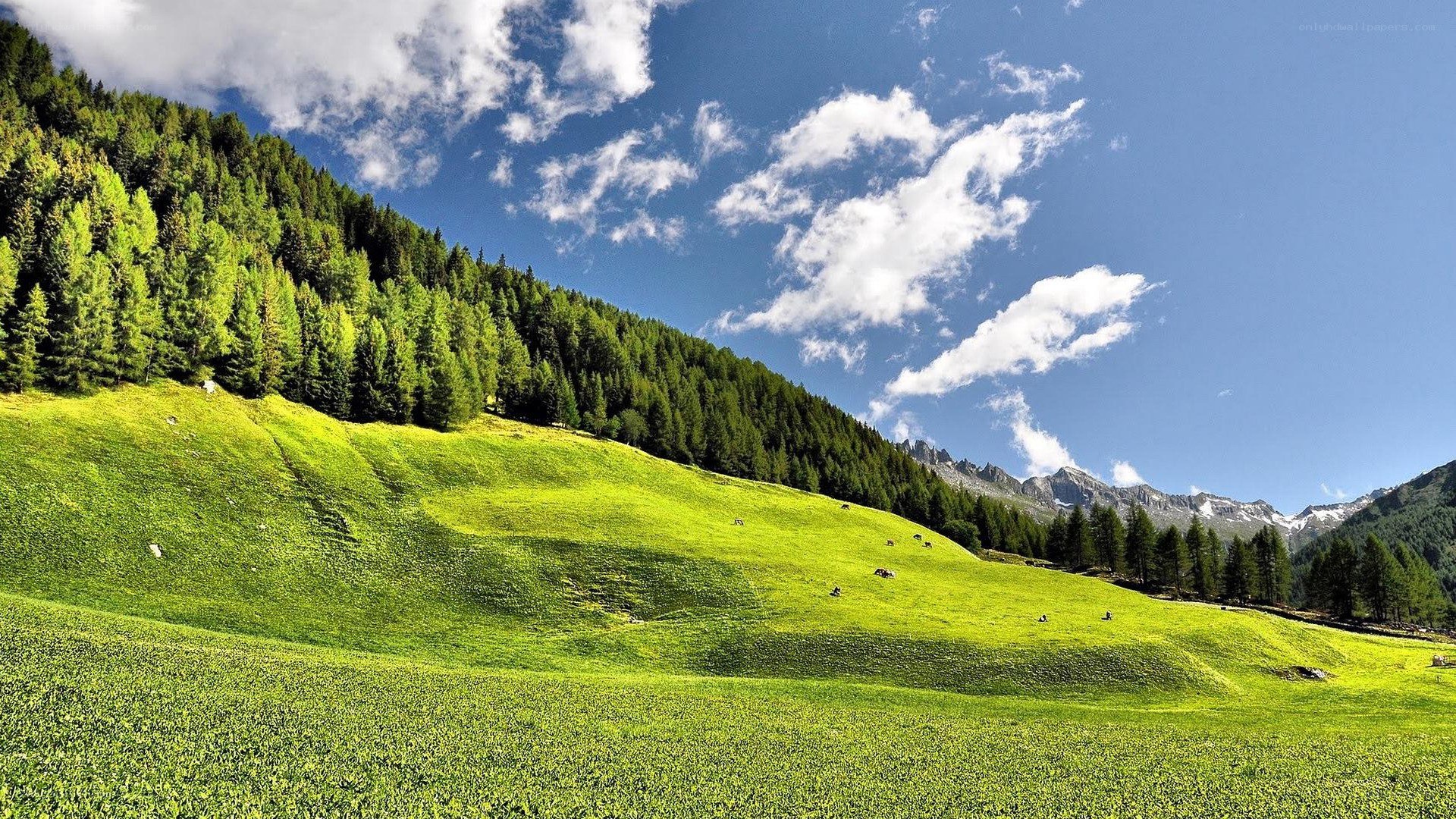Green meadow under blue sky