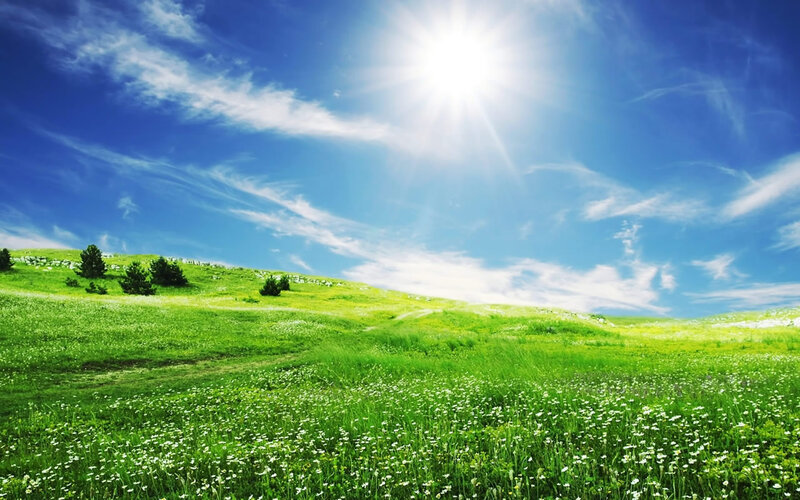 Green Meadow under Sun