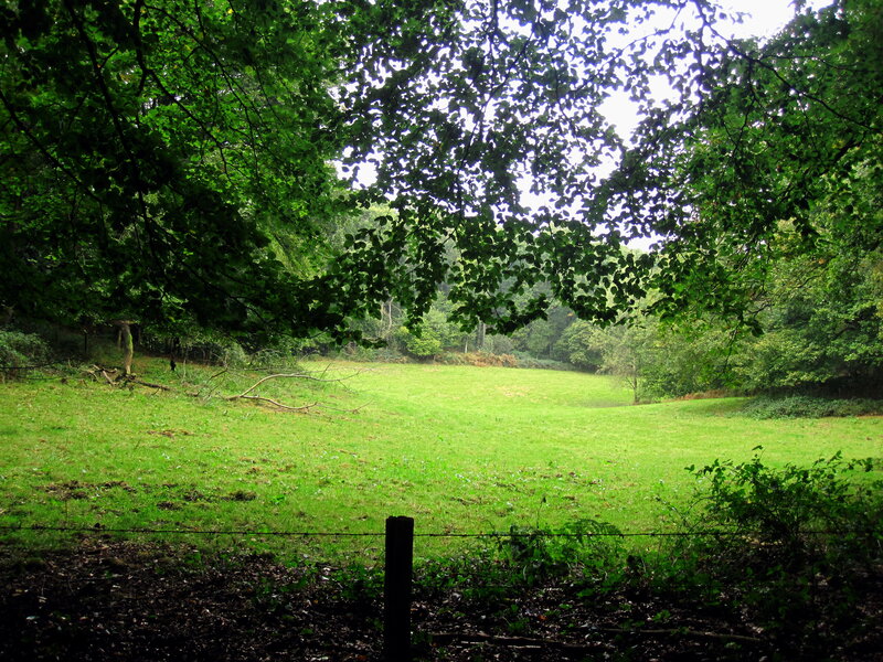 Green Meadow under Trees